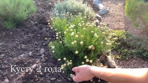 Формирую сантолину. Аккуратный шарик или цветущее облако