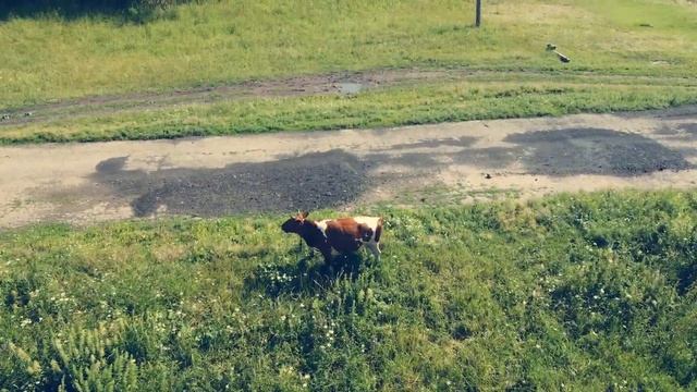 Деревня Осиновка Томская область Кожевниковский район (лето, гуси, пруд, коровы))) смотреть онлайн