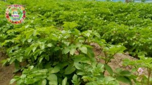 Этот картофель - супер урожайный даже на суглинках и при экстремальной погоде