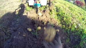 Урожай картофеля из под сена и соломы. 2019