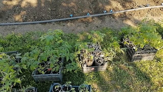 Не супер- огород/ Все равно делаю по своему/Съездили в Ейск/ Купили краску.ч .198 смотреть онлайн