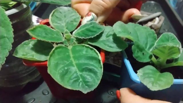 Перевалка сеянцев смотреть онлайн