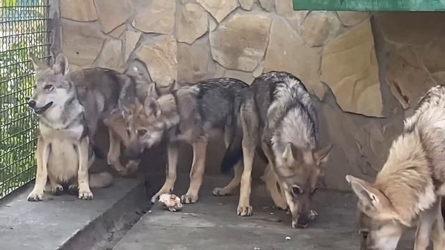 В гостях у СПАСЁННЫХ ВОЛЧАТ ! смотреть онлайн
