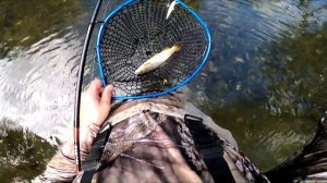 Creek Fishing for FALL Brook and Brown Trout #driftless