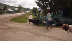 Профилактика бродячего скота