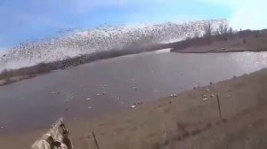 охота на утку!!!