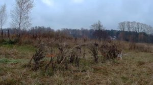 ловля чечёток на сеть тайник( Acanthis flammea)