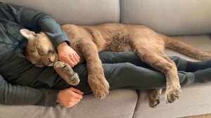 пума Месси после бессонной ночи.