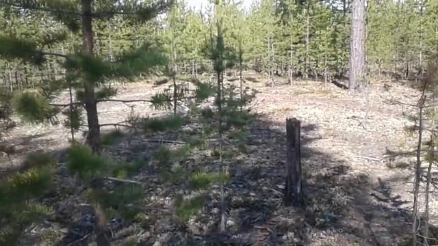 Какие сосновые побеги лучше собирать