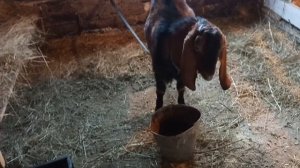 Какой породы козла выбрать/Какой козёл не пахнет/Бывают ли козлы без запаха?