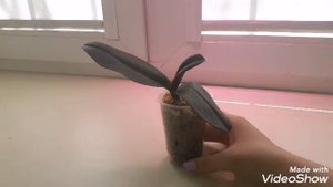 Супер рост корней!Вялые листья? Сгнили корни?Легкая и быстрая пересадка орхидеи/КАК вешаю фитолампы
