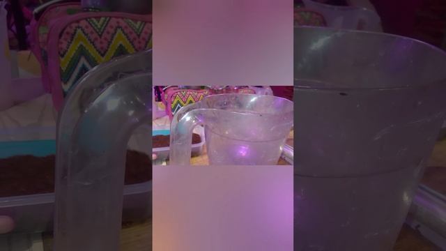 Борьба с клещем в гриндале