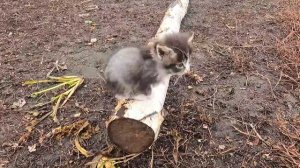 Заказать семена тыквы.