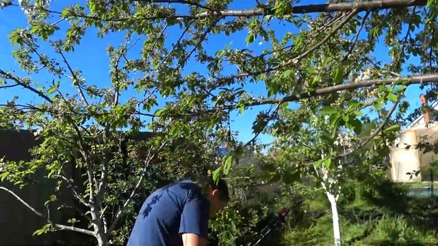 ЕЕ УЖЕ НЕ ВЫРВАТЬ. ГАЗОНОКОСИЛКА ОТДУВАЕТСЯ. КУБАНЬ. ДОЖДИ НЕ ДАЮТ ПРОСОХНУТЬ. смотреть онлайн