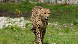 Леопард и Рысь.mp4