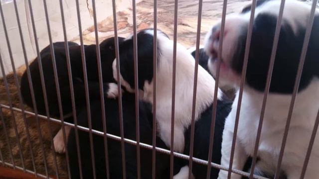 Щенки среднеазиатской овчарки. смотреть онлайн