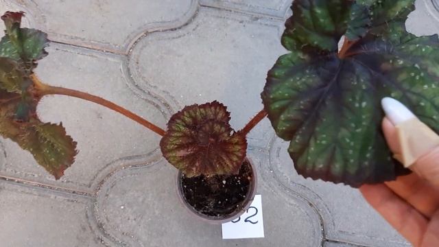 Бегонии, сеянцы и не только, часть 2 смотреть онлайн