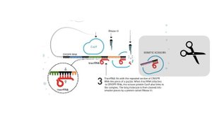 CRISPR/Cas9 - как изменять гены?