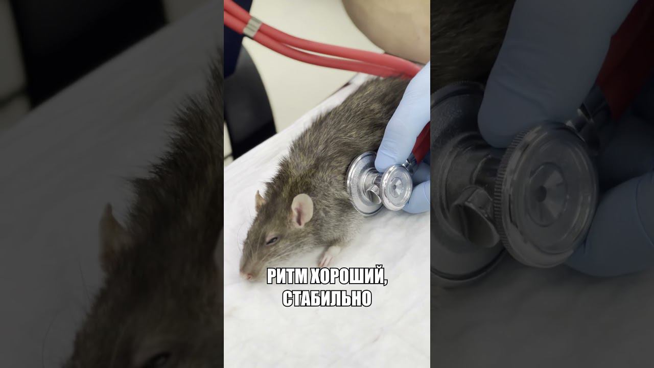 Что будет если собака съест крысу