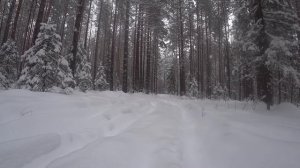 Звуки зимнего леса