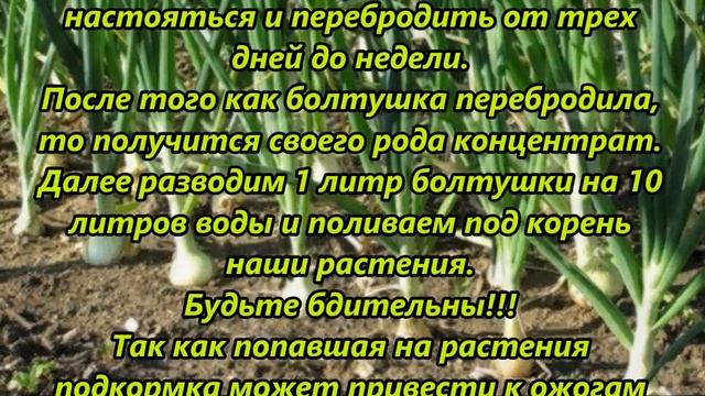 Как удобрять куриным пометом смотреть онлайн