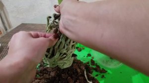 Пересаживаем орхидею Ferrara, купленную 25.08.2020. Мой способ распутывания корней. 29.12.2020