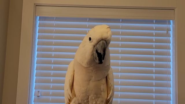 Max Throws a Tantrum Over an Apple (Subtitles) смотреть онлайн