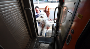 РЖД изменит правила перевозки животных после инцидента с котом Твиксом