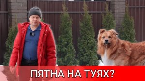 черные пятна на туях могут возникать ни с того ни с сего даже если у Вас нет собаки