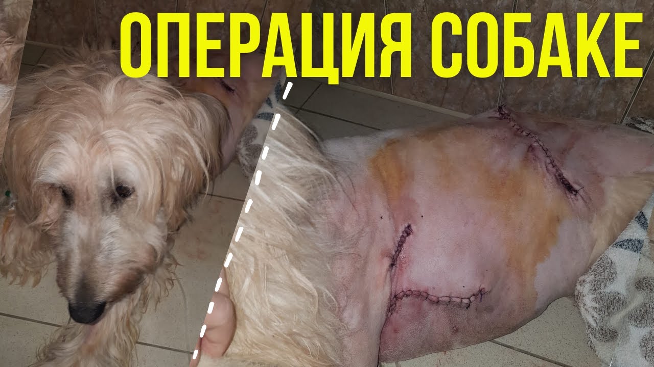 Спасаем собак спасаем свои души Долги в клинике! Реабилитация собак после операции!.mp4