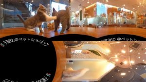 Смешные котята в зоомагазине 360° 4K видео для VR очков