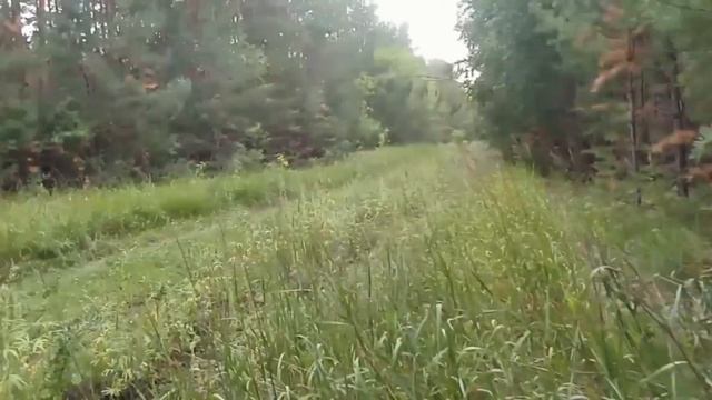 Прогулялся по лесу. Набрал немного грибов - коровники, вешенка. смотреть онлайн