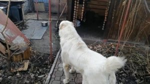 Алабай верный друг! Выпустил крупного белого алабая из варьера.