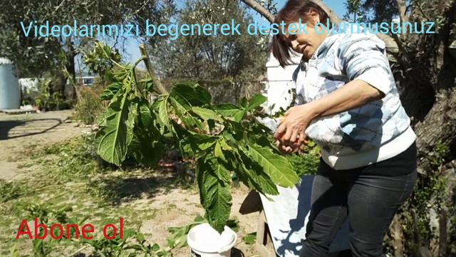 Bahçe bakım videosu 4 / Brugmansia (Datura) budama köklendirme смотреть онлайн