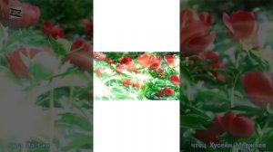 Мержоев Xусейн.  Коран. Сура Ясин. Красивое чтение Корана. Coran