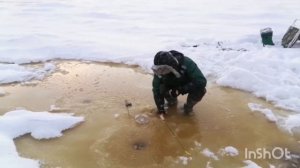 Много наваги!!!) Удачная рыбалка)#Рыбалка_на_белом_море#Как_ловить_Навагу#Первый_лед