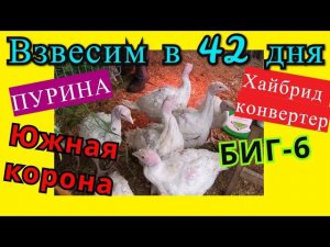 ПРОФИЛАКТИКА ГИСТОМОНОЗА. ВЕС ИНДЕЙКИ в 6 недель (42 дня) Пурина или Южная корона?
