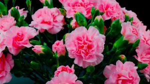 Букет розовых гвоздик Как растет, цветет и распускается.  Ускоренная съемка Time laps