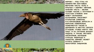 Мир малышам. Марабу