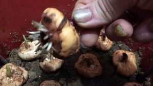 Гладиолусы в вёдрах посадка