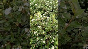 Кизильник посадка,уход,размножение