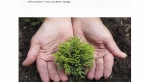 Туя, Канкан, посадка и уход