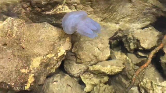 Крым . Морские обитатели Оленевки ! Crimea . Sea inhabitants of Olenevka! смотреть онлайн