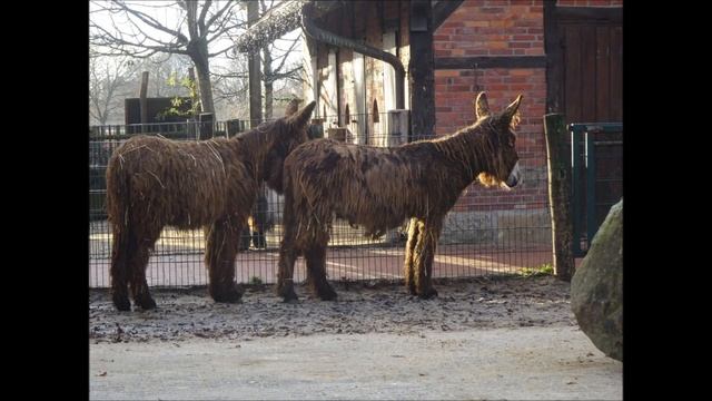 equus asinus • EQUIDAE • Poitou ezel смотреть онлайн