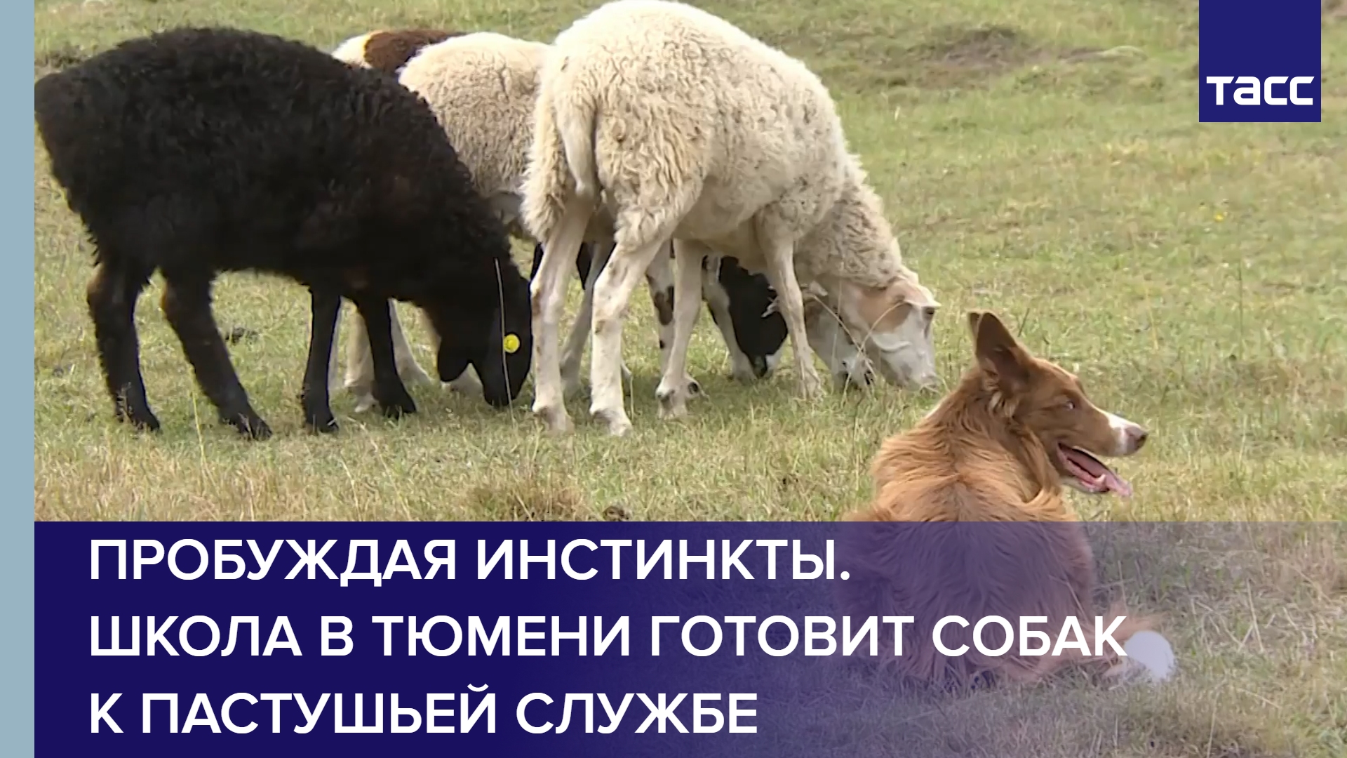 Пробуждая инстинкты. Школа в Тюмени готовит собак к пастушьей службе