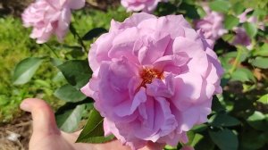 Любимые розы. Роза Лав Сонг. Осенние метаморфозы