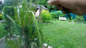 Прищипка молодых побегов у сосны 🌲