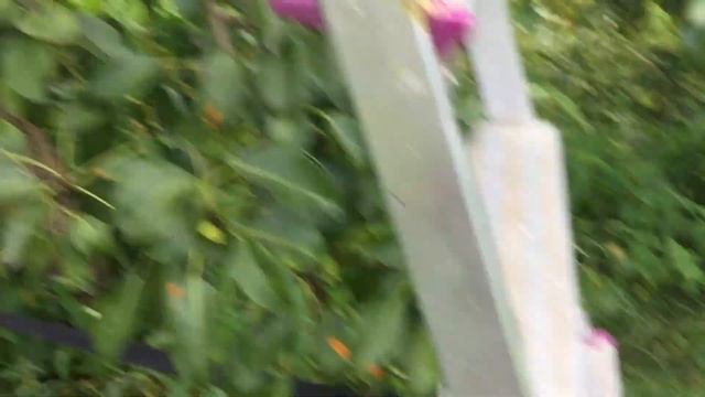 ЖИЗНЬ в ГЛУХОЙ ДЕРЕВНЕ. БЕЛАРУСЬ Сорт груши Любимица Клаппа без ХИМ обработок смотреть онлайн