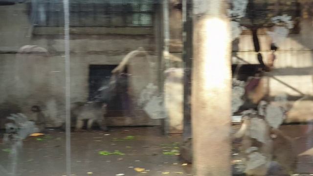 Влог.Зоопарк в Таллине.День тыквы в зоопарке.Куда сходить в Таллине?Что посмотреть?Обзор зоопарка
