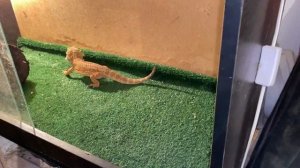 Как и чем кормить бородатую агаму